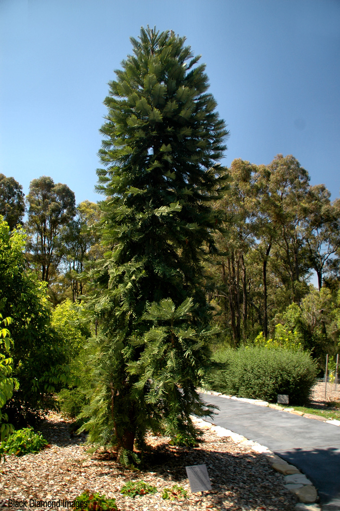 Wollemi Pine